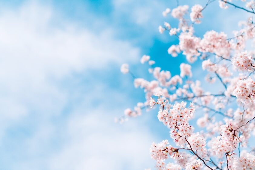 桜